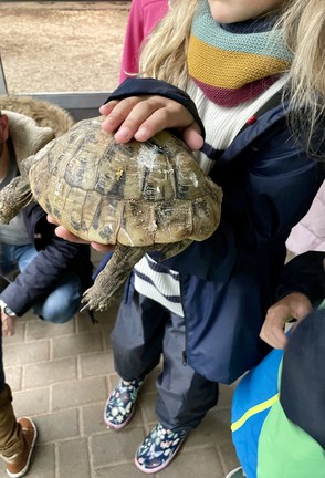 Kind hält eine Schildkröte in der Hand.