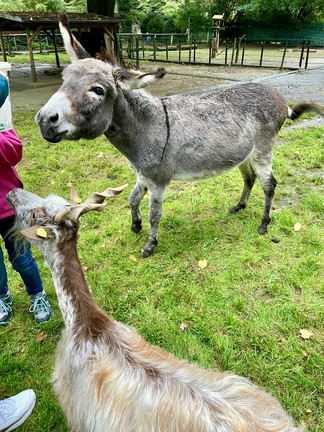 Esel und Ziege gehen zu einem Kind